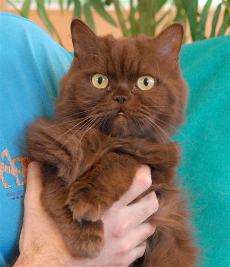 Brown cats for adoption - Find a pet to adopt. Seal Beach Animal Care Center. 1700 Adolfo Lopez Dr., Seal Beach, CA 90740. Contact — Email contact@sbacc.org. Phone (562) 430-4993. Website …